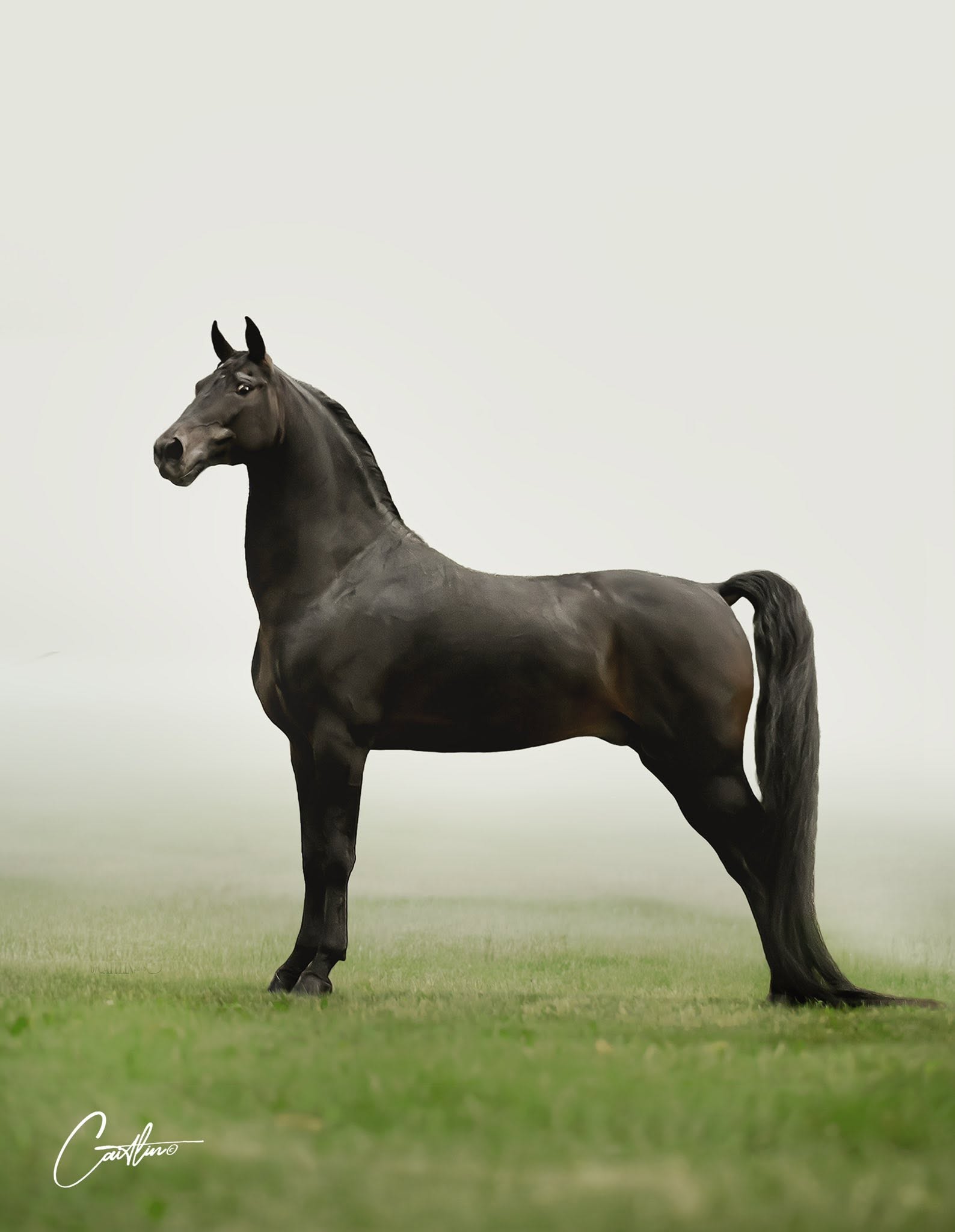 Black horse standing in a misty pasture
