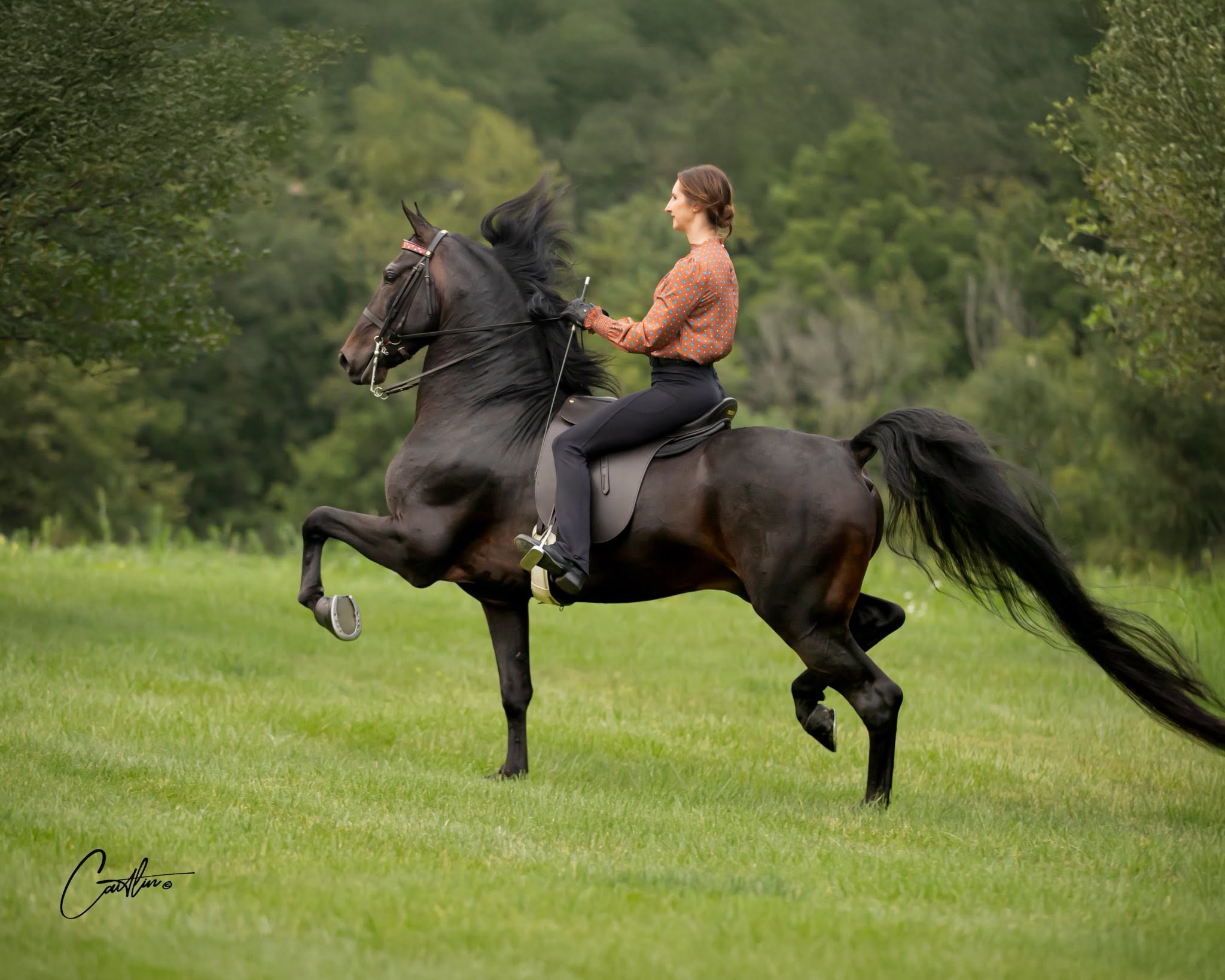 Black horse and rider in motion