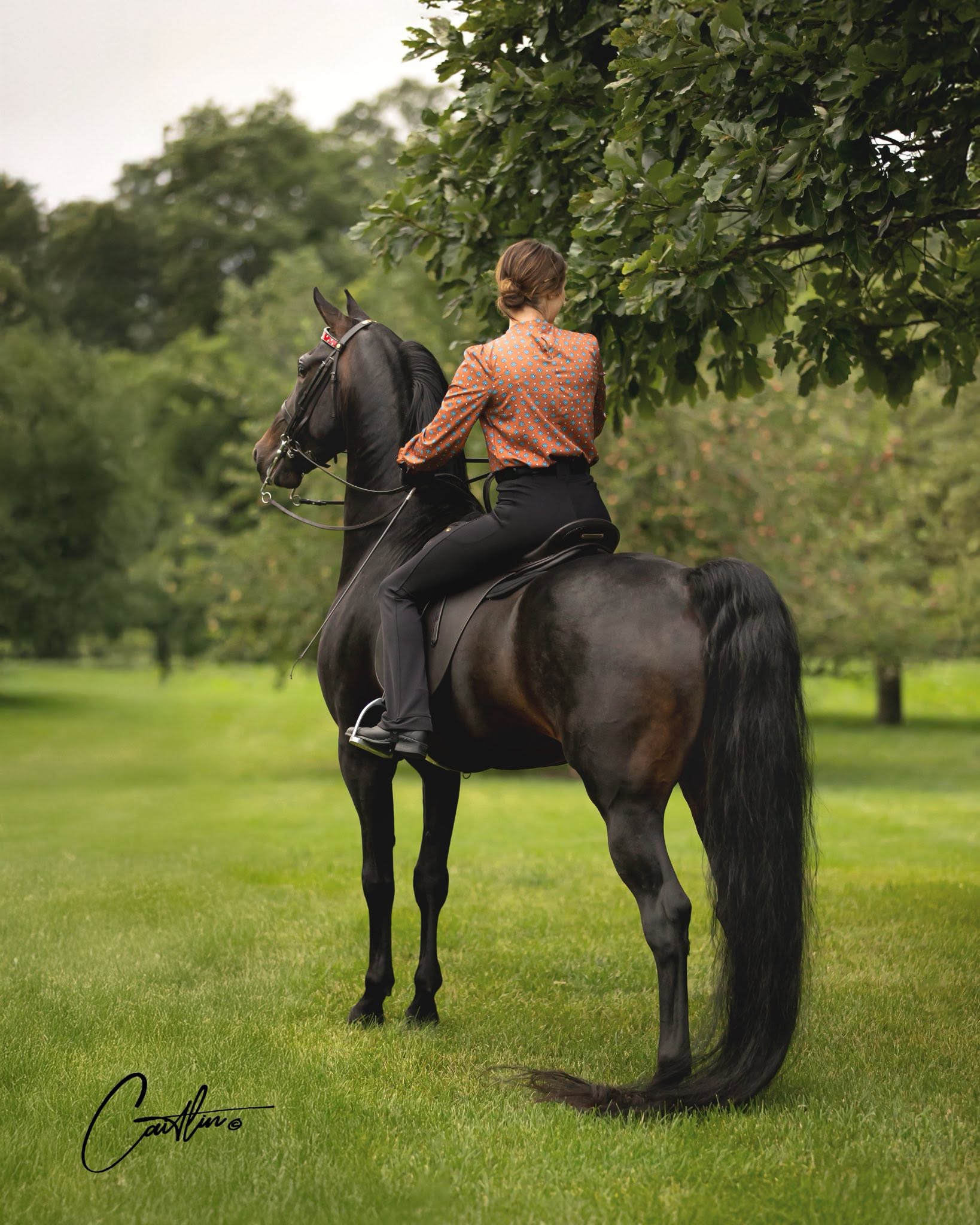 Rider and black horse under a tree