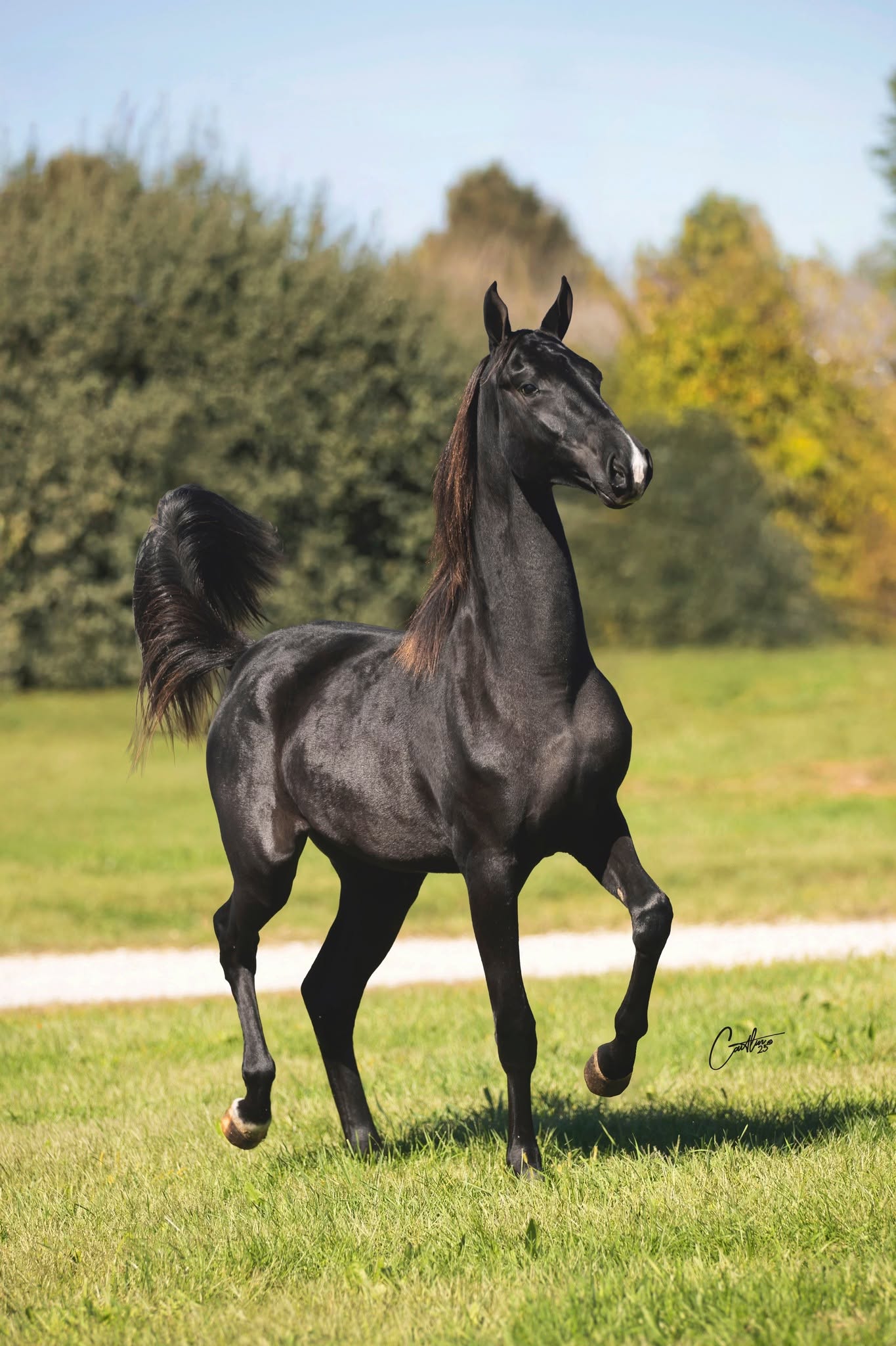 Black horse moving through a field