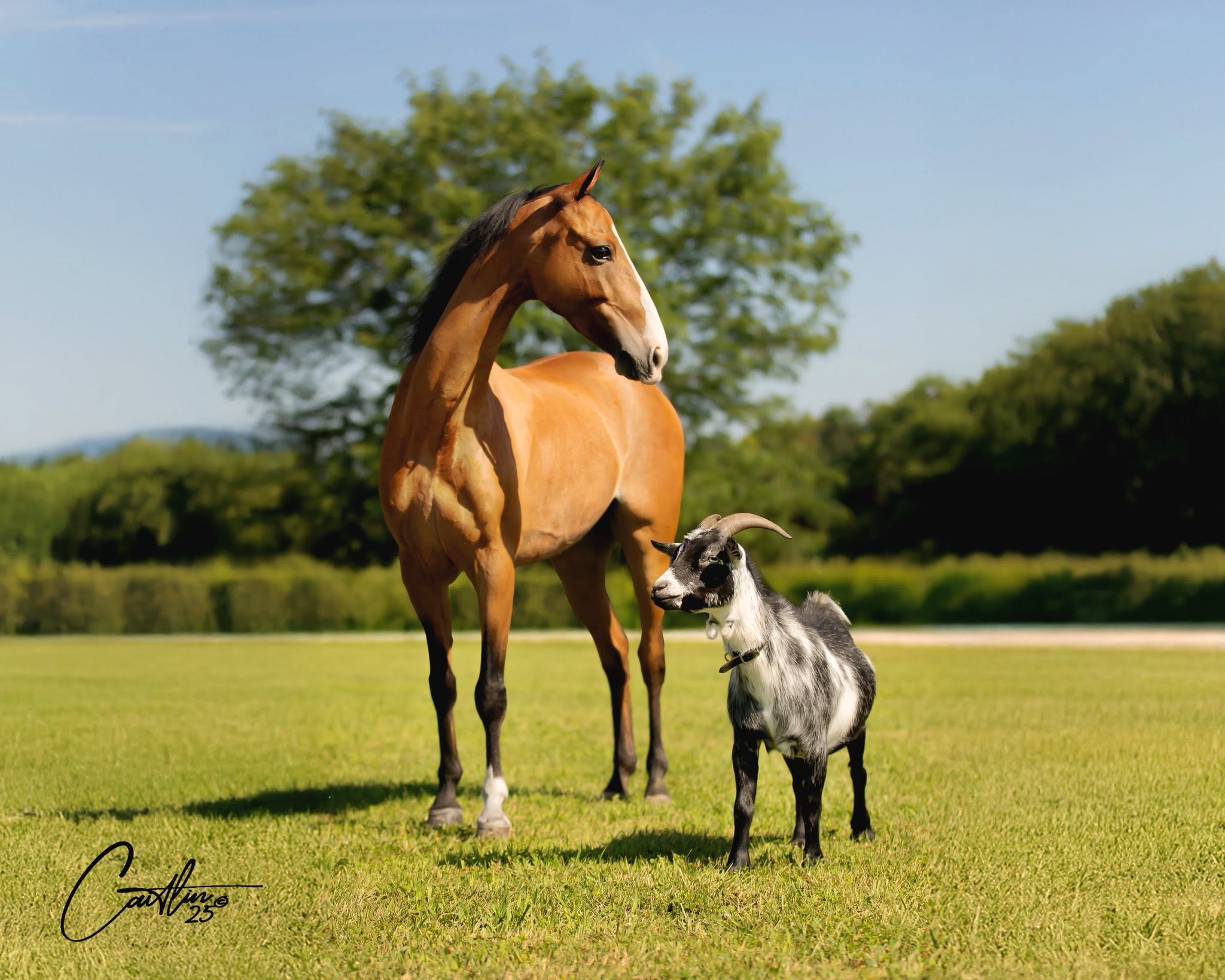 Horse and goat standing together