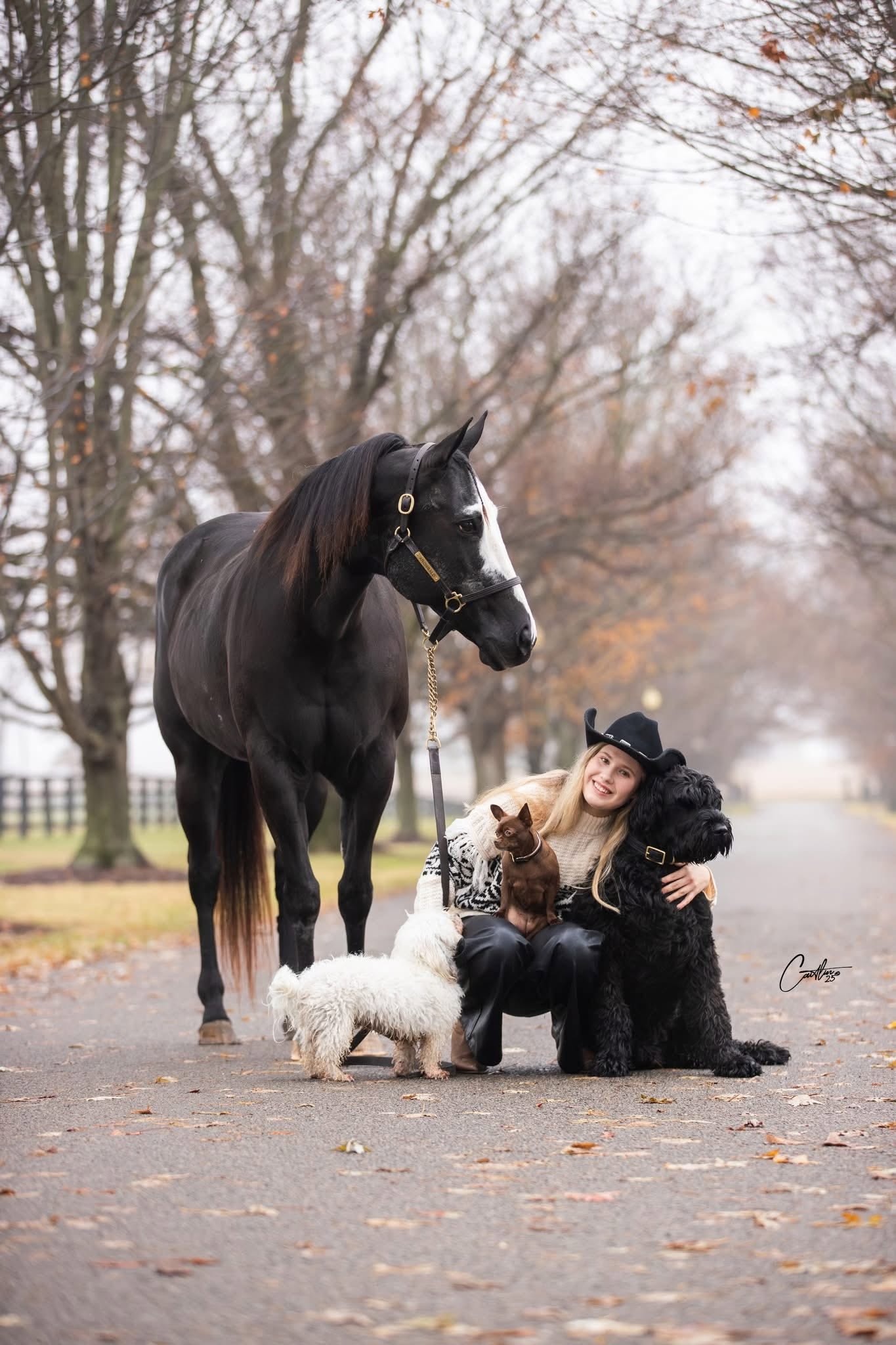 Horse, rider and dogs on a lane
