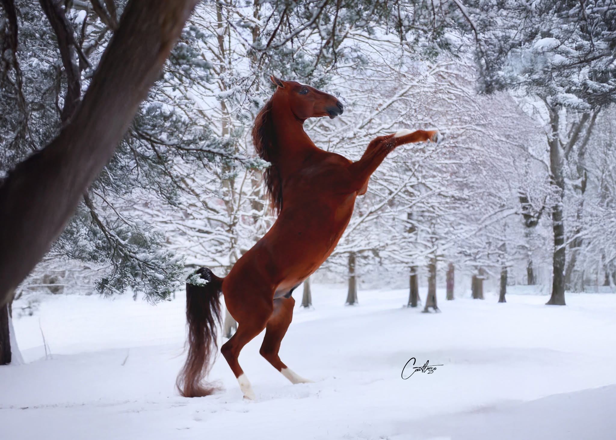 Chestnut horse rearing in snow