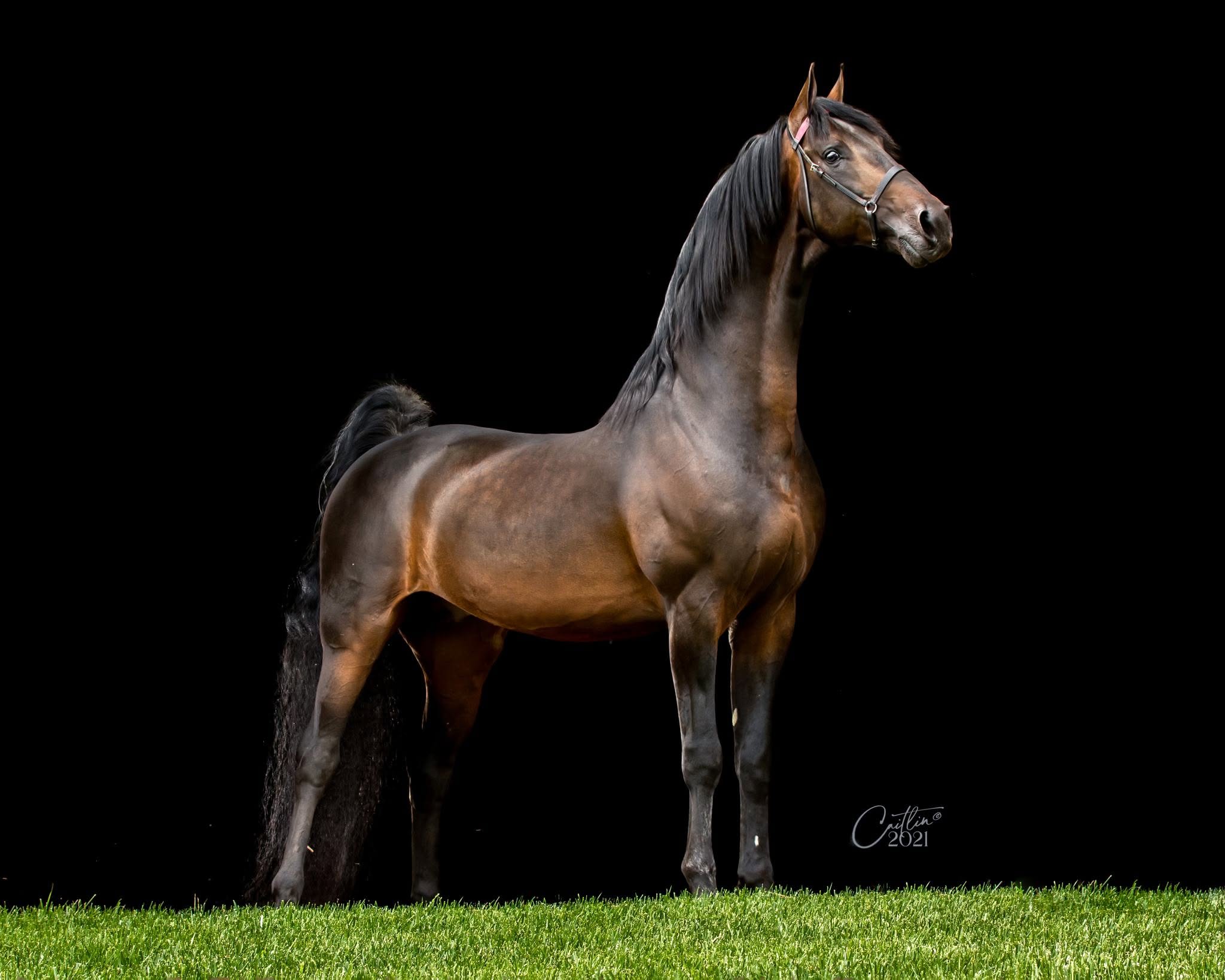 Bay horse against a black background