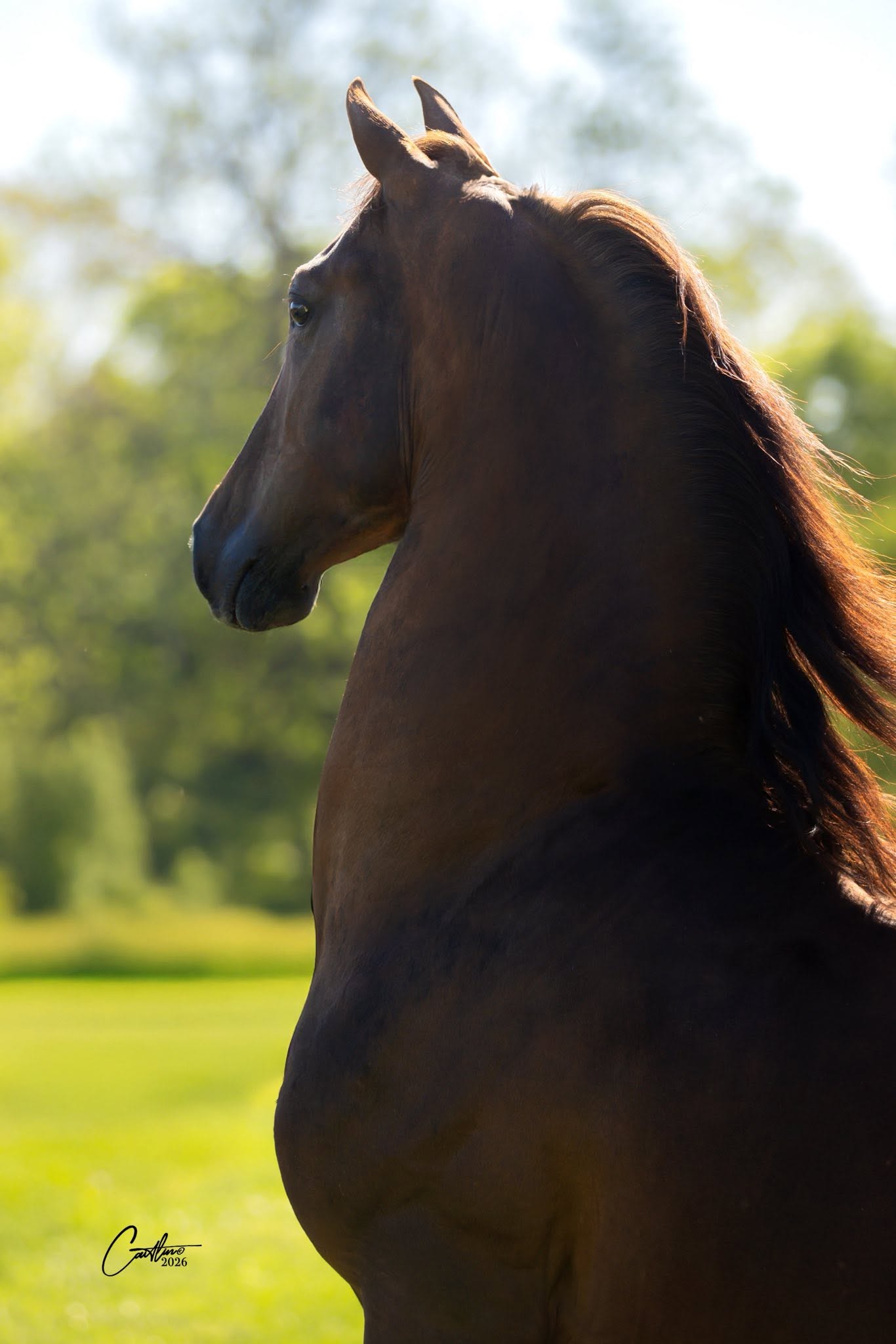 Backlit horse portrait outdoors