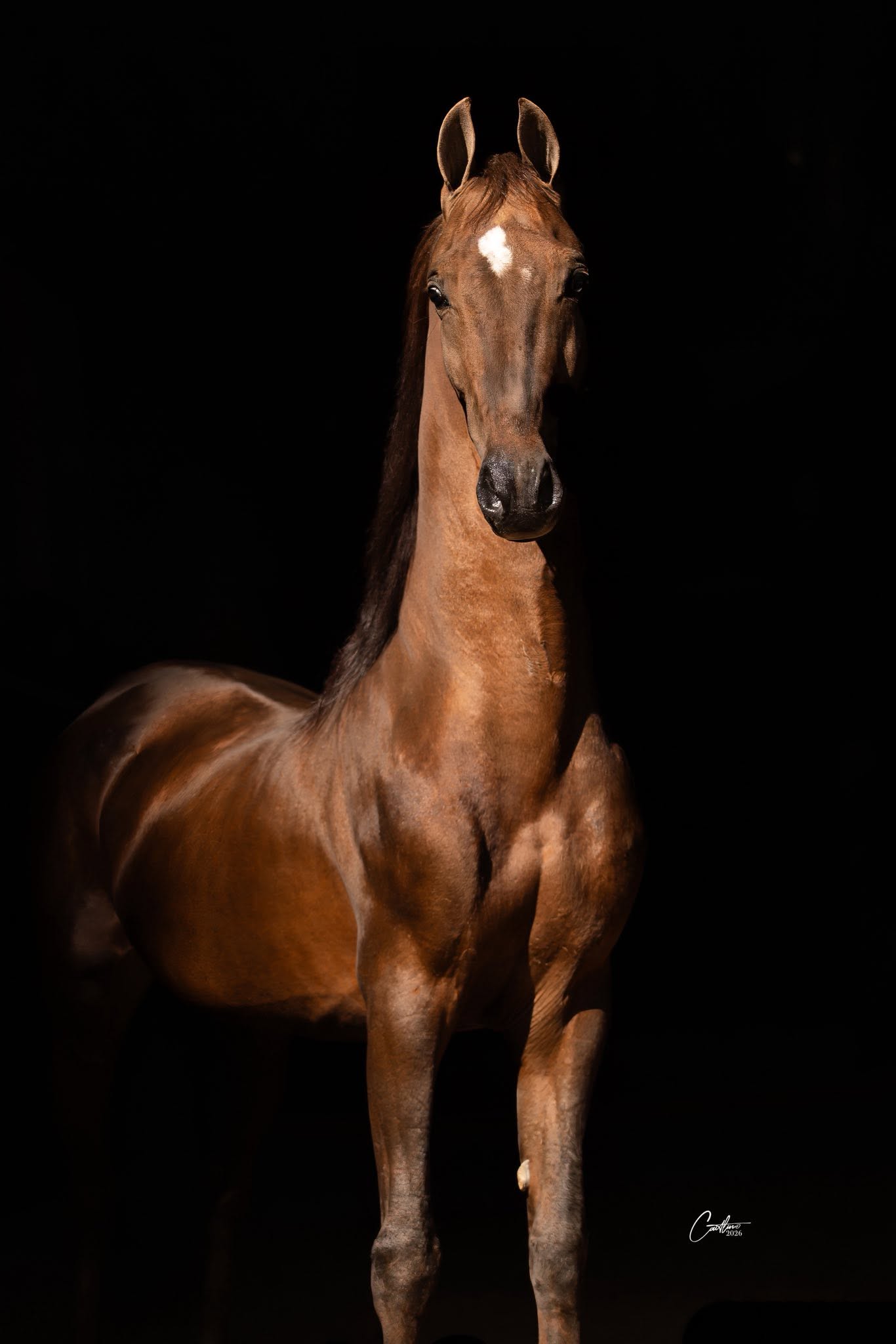Young bay horse against a black background