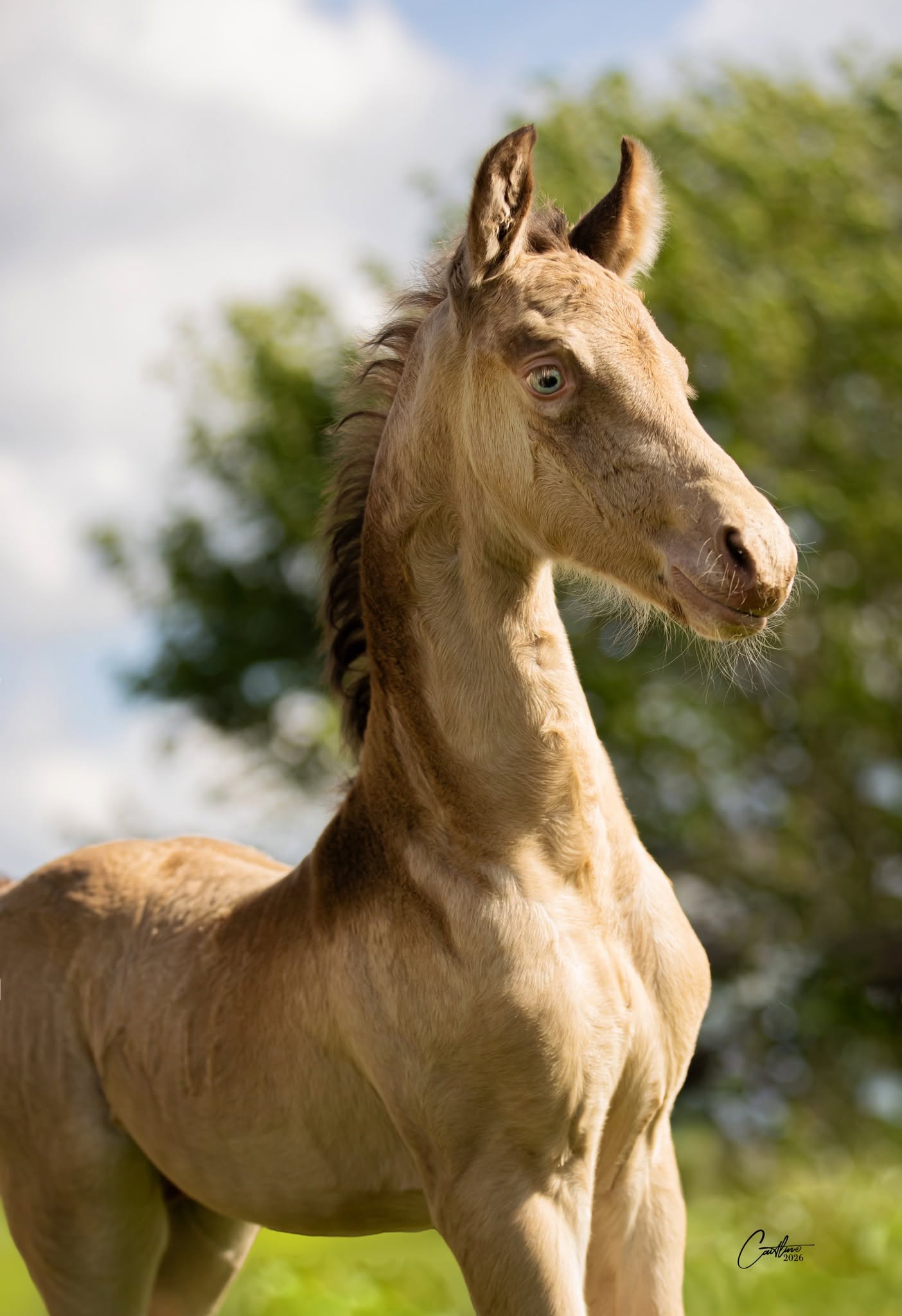Light-colored foal portrait outdoors