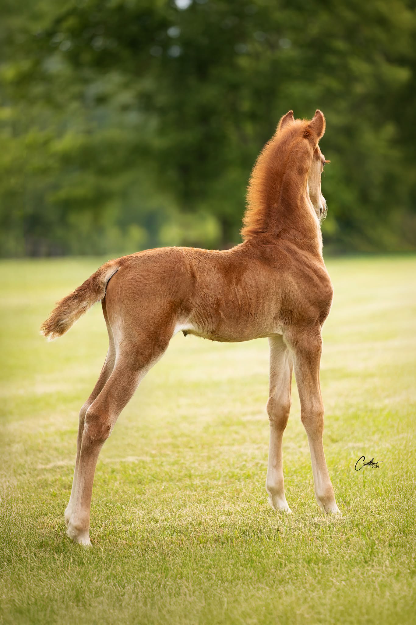 Chestnut foal standing in a green field